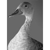 Balbous Duck