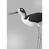 Black-neck Stilt