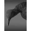 Black Vulture