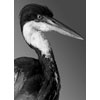 Black-neck Heron