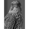 Buzzard