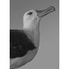 Campbell Albatross