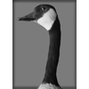 Canadian Goose