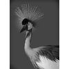Crown Crane