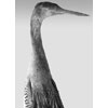 Darter