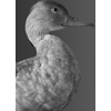 Fulvous Whistling Duck