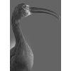Glossy Ibis