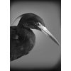 Little Blue Herron