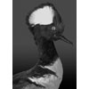 Hooded Merganser