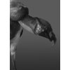 King Vulture