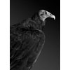 Lesser Yellowhead Vulture
