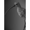 lLong-billed Curlew