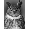 great horned owl