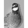 Partridge