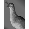 Red-legged Seriema