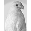 redwinged hawk albino