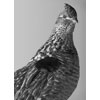 Rough Grouse