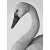 Tundra Swan