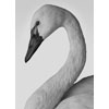 tundra swan