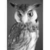 whiteface scops owl