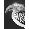 Yellow Hornbill