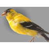 american goldfinch