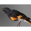 american redstart