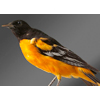 Baltimore Oriole