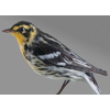 Blackburnian Warblers