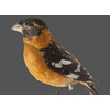 bBlack-headed Grosbeak
