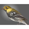 blackthroated green  warbler