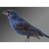 blue grossbeak