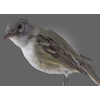 Blue-headed Vireo