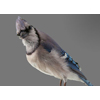 Bluejay