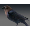 brown headed cowbird