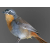 Cape Robin