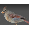 Cardinal Female