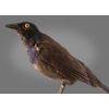 common grackle