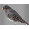 dark eyed junco