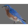 eastern bluebird