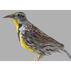 eastern meadowlark