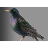 european starling