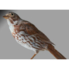 fox sparrow