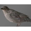 gray catbird