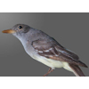 Great Crested Flycatcher