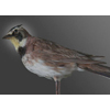 horned lark