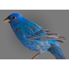 indigo bunting