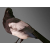 Magpie