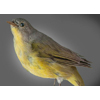 Nashville Warbler