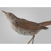 Nightingale